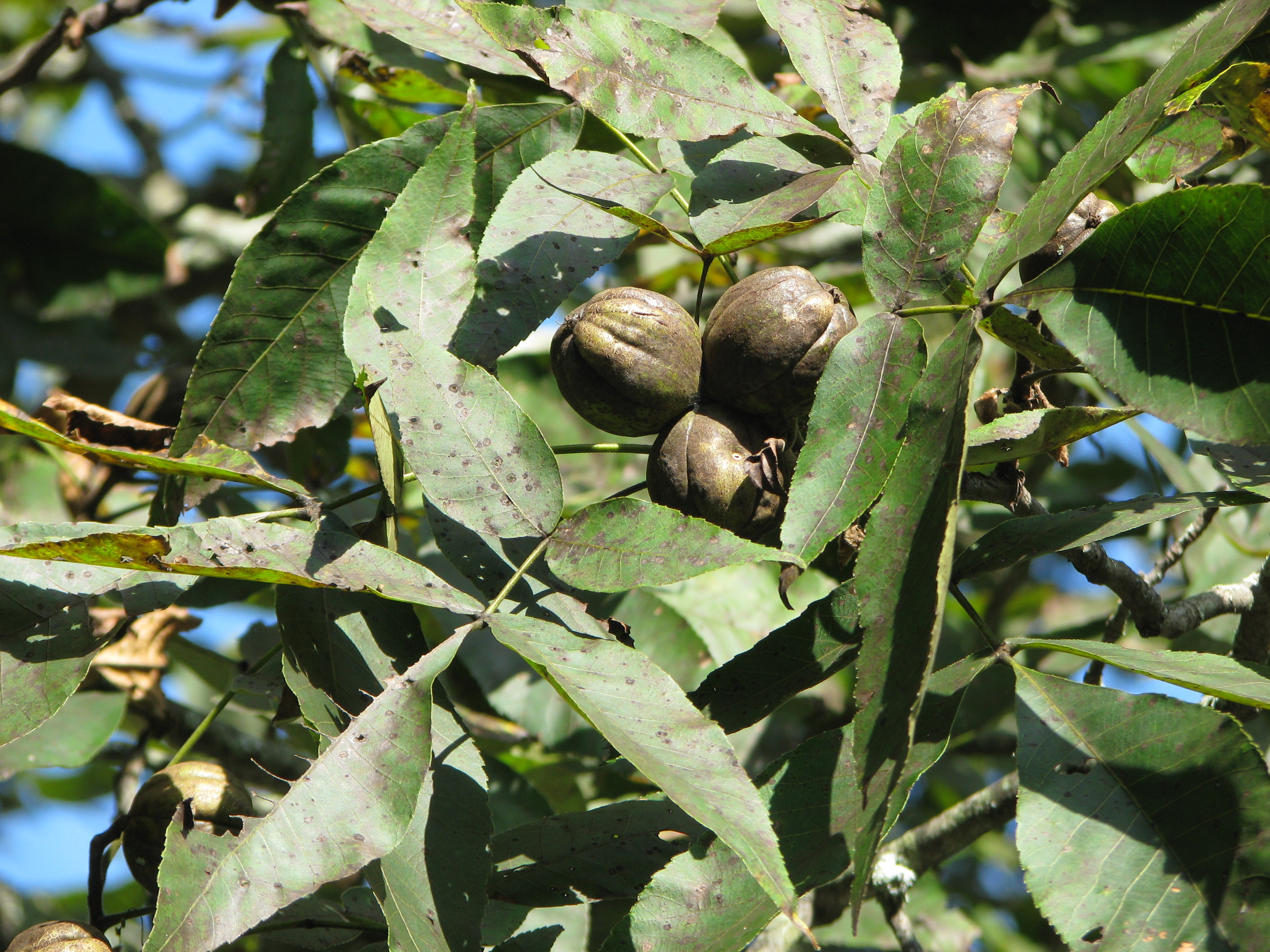 nuts_close_up